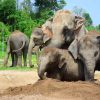 Elephant Retirement Park Phuket - Half Day Elephant Care Program