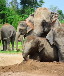 Elephant Retirement Park Phuket - Half Day Elephant Care Program